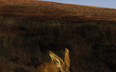 Clúdach leabhair | Book cover